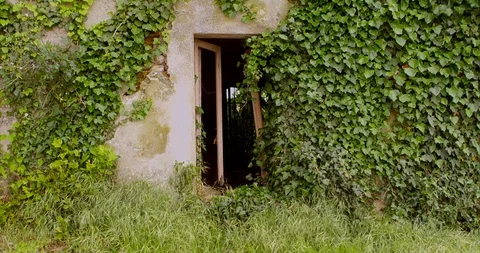 Window covered by ivy in the old house Video stock 108587019