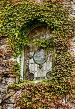 Window covered with ivy Stock Photos