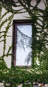 Window covered with ivy Stock Photos