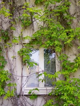 Window covered with virginia creeper Stock Photos