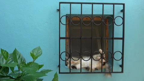 In window a cute calico cat sleeping funny position against blue wall Stock-Footage 341585443