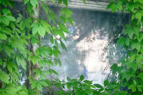 Window is decorated with curly hops Foto stock