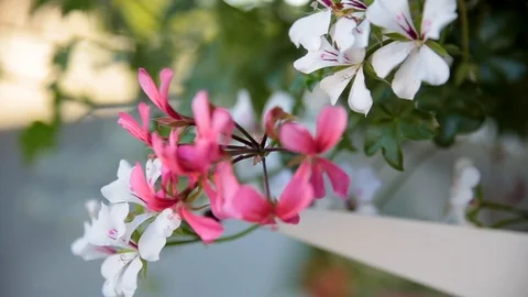 Window decorated with Geranium flowers Stock Footage 98546999