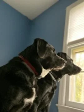 Window Dogs Stock Photos
