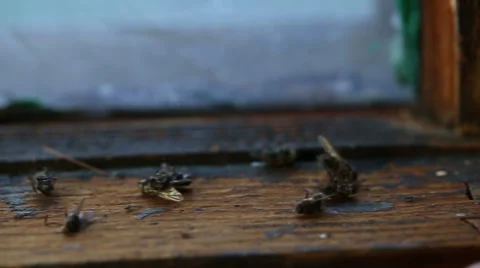 Window Dolly Left Dead Flies and Hand Stock Footage 57750258