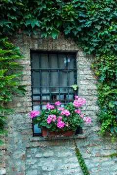 Window with flower. Window decorated with Geranium flowers. Stock Photos