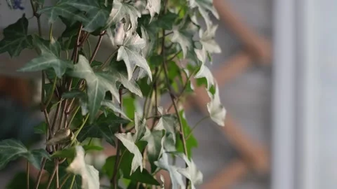Window with flowers Stock Footage 241550948