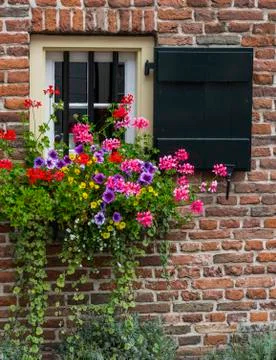 Window with flowers Stock Photos