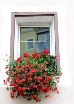 Window with flowers Stock Photos