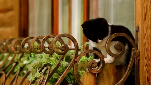 ?at is on the window Stock Footage 271026941