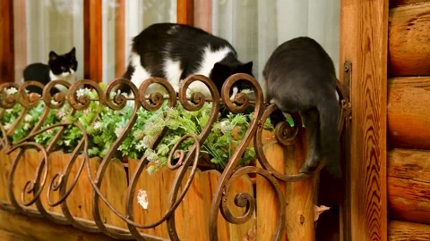 ?at is on the window Stock Footage 281508598