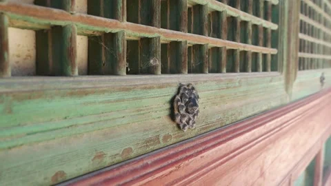 Window frame green dolly forward close Stock Footage 231362717