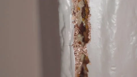 Window frame had been damaged by termites, Selective focus at termite nest. Video stock 197820883