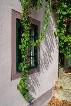 Window framed by green vines Stock Photos