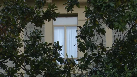 Window framed by tree branches swaying in the wind Stock Footage 333133405