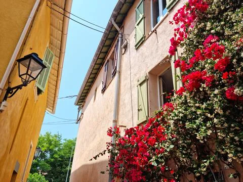 Window full of flowers and leafs Фото