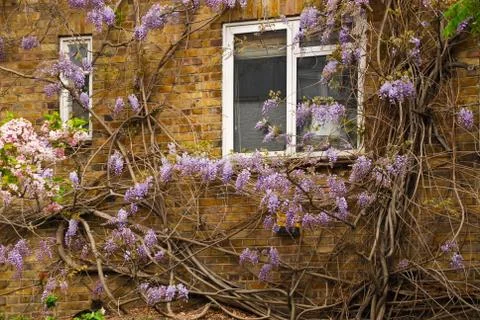 Window in the garden Stock Photos