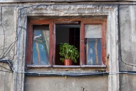 A window with a geranium in a pot Foto stock