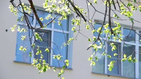 Window gospiatalya through the branches of trees 스톡 동영상 77981420