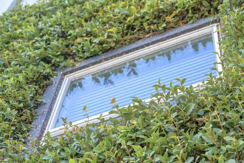 Window with gray frame against the wall with green vines at San Francisco Stock Photos
