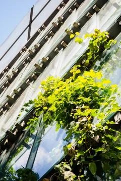 Window green facade Stock Photos