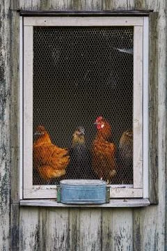 Window of Henhouse Stock Photos