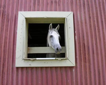 Window Horse Stock Photos