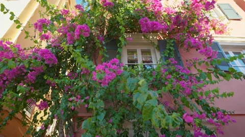Window of house decorated with magnificent tree with pink flowers. Kerkyra town Stock-Footage 214657487