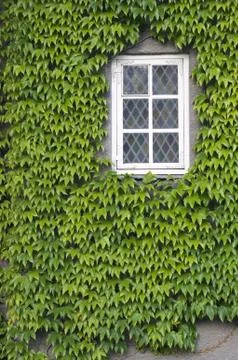 Window with ivy Stock Photos