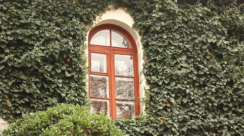 Window in ivy wall Stock Footage 58732299