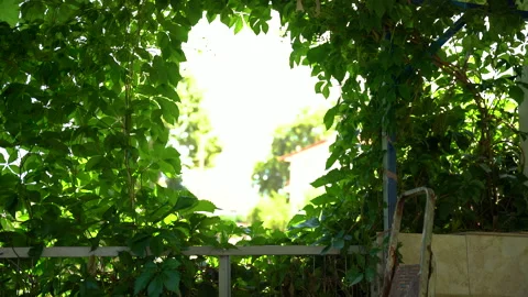 A window of leafs in the nature Video stock 158017903