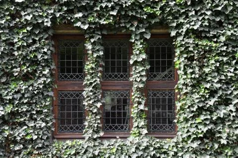 Window with leafs Stock Photos