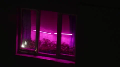 Window with magenta colored grow lights illuminating plants inside a building at Video stock 323366380