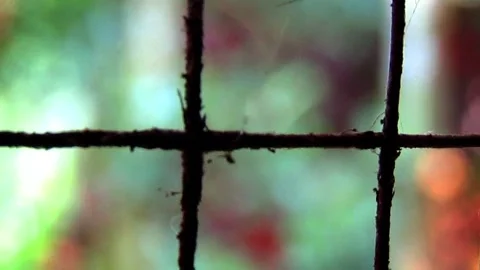 Window net, blurred green background, macro video clip Stock Footage 287552413