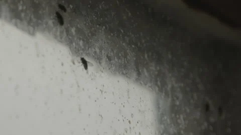 Window in an old abandoned house. Flies. Stock Footage 168494150