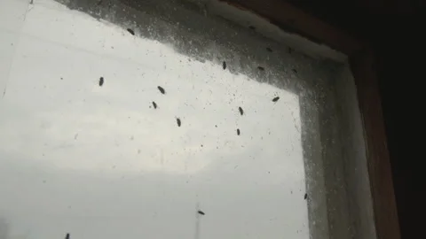 Window in an old abandoned house. Flies. Stock Footage 168494225