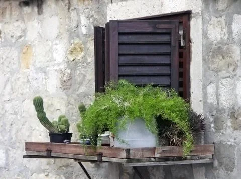 Window in an old wall with cactus and plant on parapet Stock Photos