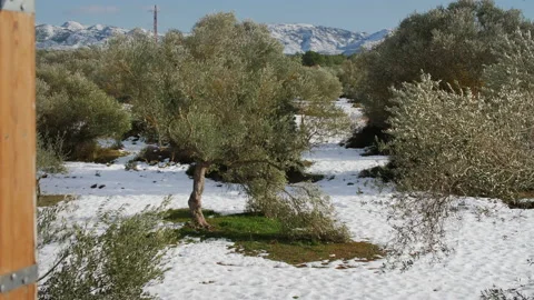 Window is open and it can be seen a beautiful winter landscape. Olive Trees  Video stock 153067875