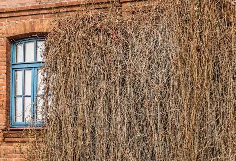 Window, overgrown with vegetation Stock Photos