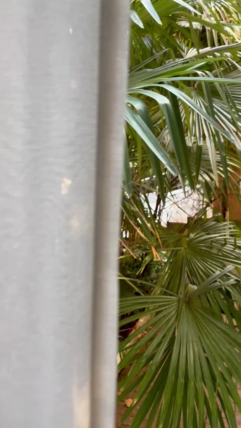 Window overlooking a large palm tree. Good morning and rest idea Stock Footage 301072891