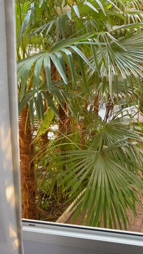 Window overlooking a large palm tree. Good morning and rest idea. Vertical video 스톡 동영상 311991217