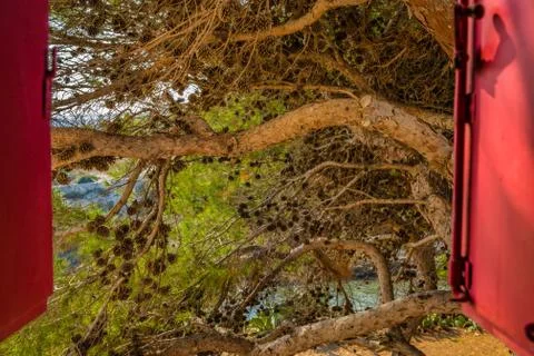 Window on pine forest on the coast Stock Photos