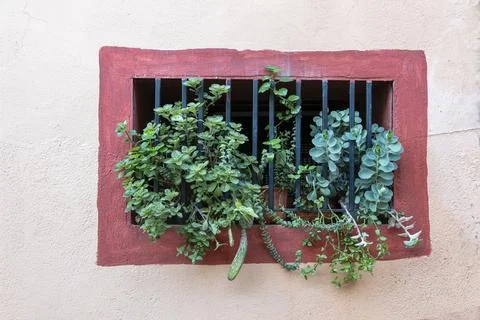 A window with a plant in it Stock Photos
