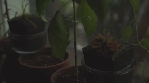 Window Plants Stock Footage 166007487