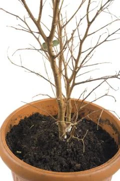 Window plants on white background Stock Photos