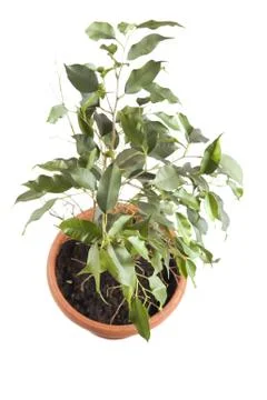 Window plants on white closeup Stock Photos