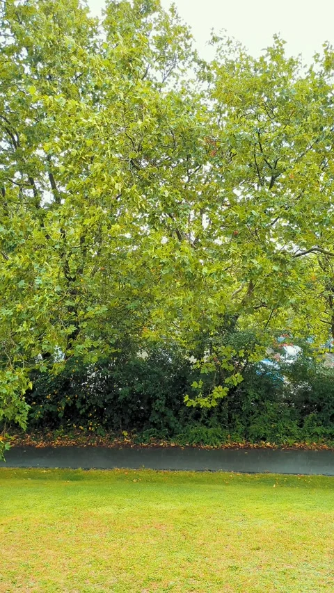 Window Rain Falling on Green Trees and Lawn, Vertical View Stock Footage 345292915