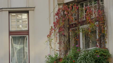 Window with red vine plant on a building in Sarajevo Stock Footage 59841366
