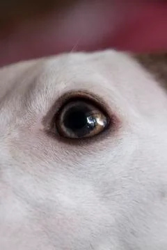 Window reflection in extreme close up of eye of whippet Stock Photos