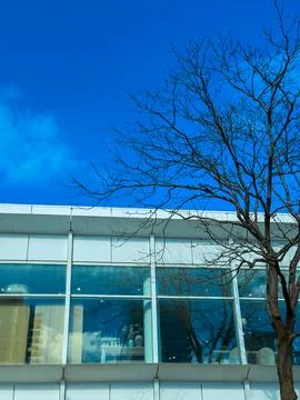 Window reflections and bare tree limbs in a city setting on a clear day wit.. Stock Photos